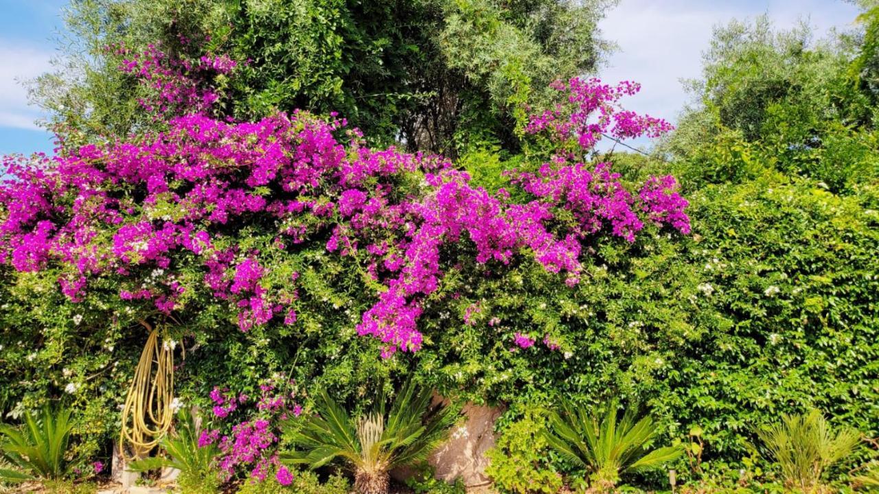 Villa Provencale A Sainte Maxime, Golf De Saint Tropez エクステリア 写真
